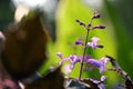 The buds and flowers of Lamiaceae