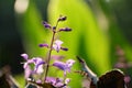 The buds and flowers of Lamiaceae