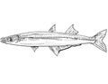 Labidesthes sicculus or Brook silverside Freshwater Fish Cartoon Drawing