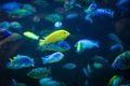 Labidochromis caeruleus - lemon yellow lab