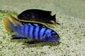 Labidochromis sp. Mbamba