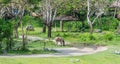 The Zebra feeding at the Bali Safari & Marine Park Royalty Free Stock Photo