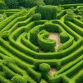 Green labyrinth. Plant maze. Garden. Aerial view of green labyrinth garden Royalty Free Stock Photo