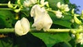 Lablab purpureus bean flowers stock Royalty Free Stock Photo