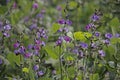 Lablab purpureus L., Pawata, Papilionaceae, Leguminosa