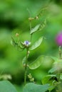 Lablab Purpureus Plant Indian Bean Royalty Free Stock Photo