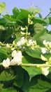 Lablab purpureus sem beans flowers stock photo