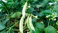 Lablab sheem bean plant fruits close up Royalty Free Stock Photo