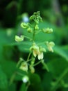 Lablab purpureus flowers in a farmer's field Royalty Free Stock Photo