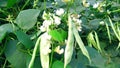 Lablab sheem bean plant flowers fruits snap Royalty Free Stock Photo