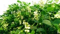 Lablab sheem bean plant flowers fruits stock photo Royalty Free Stock Photo