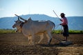 Labor day in peanut fields of Myanma