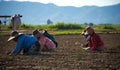 Labor day in peanut fields of Myanmar