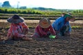 Labor day in peanut fields of Myanmar