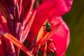 Green beetle at Montreal Botanical garden