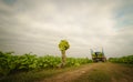 Labor working in tobacco farmland