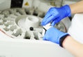 laboratory assistant in blue rubber gloves adds a reagent to the centrifuge of a modern biochemical analyzer. Royalty Free Stock Photo