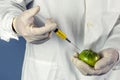 laboratory assistant injects into a green tomato with nitrates so that they are fresh, GMOs Royalty Free Stock Photo