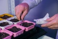 A laboratory assistant& x27;s hand holds a corn seed in tweezers, and corn seeds in a petri dish are decorated with Royalty Free Stock Photo