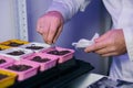 A laboratory assistant& x27;s hand holds a corn seed in tweezers, and corn seeds in a petri dish are decorated with Royalty Free Stock Photo