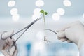 Laboratory assistant using tools manipulate the sprout