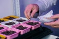 A laboratory assistant& x27;s hand holds a corn seed in tweezers, and corn seeds in a petri dish are decorated with Royalty Free Stock Photo