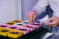 A laboratory assistant& x27;s hand holds a corn seed in tweezers, and corn seeds in a petri dish are decorated with Royalty Free Stock Photo