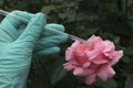 Laboratory assistent holding glass stick near the pink rose.Concept of perfume industry