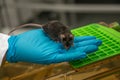 Laboratory black mouse is sitting on a person hand in cool blue glove with lab background, details, closeup