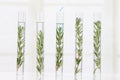 Laboratory cloning experiment on plants