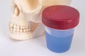 Laboratory container with sample of fluoridated water, skull with jaws and teeth close up. Effect of fluoride on dental health and