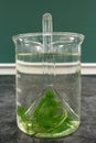 Laboratórium pozorovanie z jav z dýchanie z vodné rastlina 