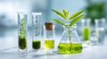 Laboratory experiment and research with herbal plant Royalty Free Stock Photo
