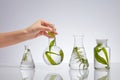 Laboratory flasks containing different samples of seaweed are placed on a backlit white background