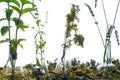 Laboratory Glass Bottles with herbs to preparing essential oils