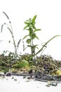 Laboratory Glass Bottles with herbs to preparing essential oils