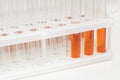 Laboratory glass test tubes filled with orange liquid for an experiment in a science research lab Royalty Free Stock Photo