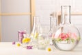 Laboratory glassware with flowers on white wooden table. Extracting essential oil for perfumery and cosmetics Royalty Free Stock Photo