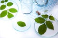 Laboratory glassware, genetically modified plant Royalty Free Stock Photo