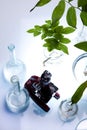 Laboratory glassware, genetically modified plant Royalty Free Stock Photo