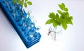 Laboratory glassware, genetically modified plant Royalty Free Stock Photo