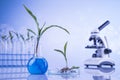 Laboratory glassware, genetically modified plant Royalty Free Stock Photo