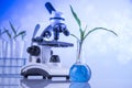 Laboratory glassware, genetically modified plant Royalty Free Stock Photo