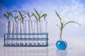 Laboratory glassware, genetically modified plant Royalty Free Stock Photo