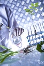 Laboratory glassware, genetically modified plant Royalty Free Stock Photo