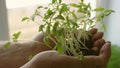 In laboratory hands of men hold green seedlings in their palms against the window. tomato seedlings close-up. Young