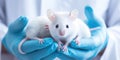 Laboratory mice in the hand of a scientist in a white coat close-up , concept of Animal testing Royalty Free Stock Photo