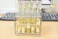 Laboratory microbiology bacteria agar tube in incubator quality control process