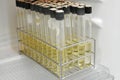 Laboratory microbiology bacteria agar tube in incubator quality control process