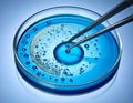 Laboratory Microinjection in Blue Petri Dish with Pipette Royalty Free Stock Photo